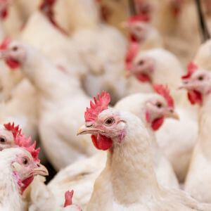 Buy Email List Databases UAE Emirates: Purchase 125 000 Consumers Email Database of Buyers in Poultry Meat in UAE